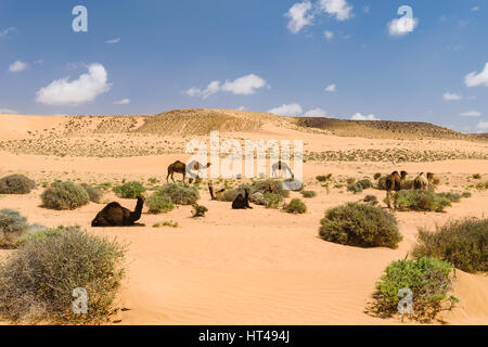 Herde von arabischen Kamele in der Wüste, Marokko Stockfoto