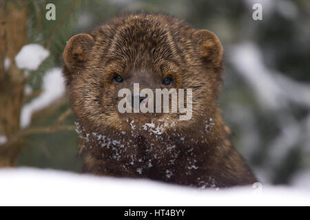 Fisher-Porträt im tief verschneiten Wintertag Stockfoto