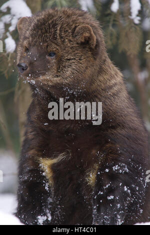 Fisher-Porträt im tief verschneiten Wintertag Stockfoto