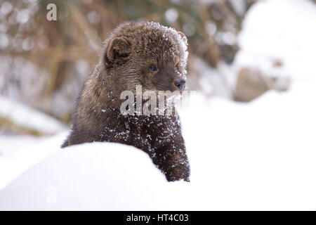 Fisher-Porträt im tief verschneiten Wintertag Stockfoto