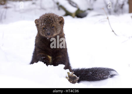 Fisher-Porträt im tief verschneiten Wintertag Stockfoto