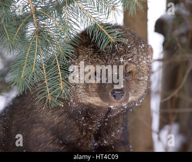 Fisher-Porträt im tief verschneiten Wintertag Stockfoto