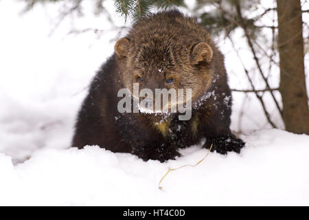 Fisher-Porträt im tief verschneiten Wintertag Stockfoto