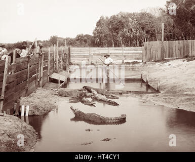 Alligator Joe (Warren Frazee) auf seiner Alligatorfarm in Palm Beach, Florida, c1904. Alligator Joes Farm befand sich am westlichen Ende von was schicke Worth Avenue am Standort wurde das exklusive und international berühmten Everglades-Club werden würde. (USA) Stockfoto