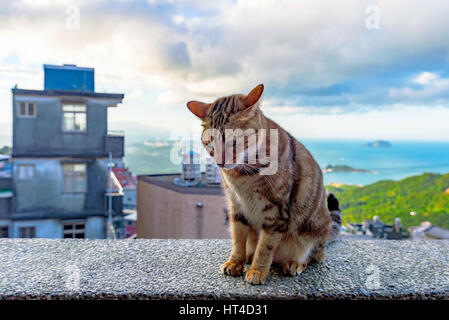 Streunende Katze sittin an einer Wand in Jiufen Dorf Taiwan Stockfoto