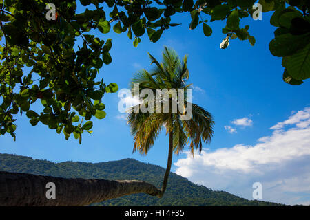 Eine neugierige Palme am Aventureiro Strand. Ilha Grande, RJ, Brasilien. Stockfoto