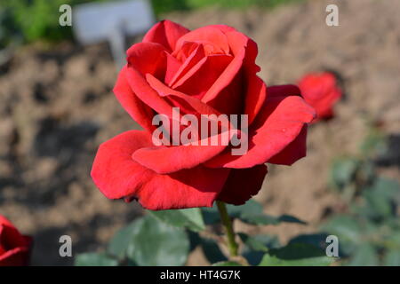 Rote Rose Stockfoto