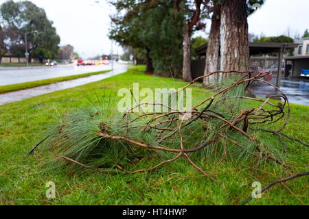 Gefallenen Ast während einer großen Regensturm in der San Francisco Bay Area, 10. Januar 2017. Anfang 2017, schwere Regen fiel in der Bay Area, führt zu Überschwemmungen und Stromausfällen. Stockfoto
