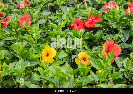 Gelbe und rote Hibiskus Stockfoto