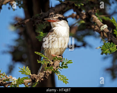 Gestreiftes Kingfisher (Halcyon Chelicuti) am Mara Conservancies, größere Mara, Kenia Afrika Stockfoto