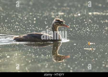 Porträt einer jungen große crested Grebe, Podiceps Cristatus schwimmen auf der Wasseroberfläche auf einem See auf Nahrungssuche Nahaufnahme. Stockfoto