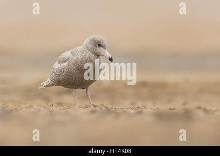 Porträt Nahaufnahme von einem glaucous Möve Larus Hyperboreus an der niederländischen Küste, ein seltener Gast, wie hier in Scheveningen, Niederlande. Stockfoto