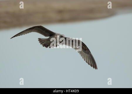 Nahaufnahme einer Island-Möwe (Larus Glaucoides) im Flug über einem Strand an der niederländischen Küste, ein seltener Gast, wie hier in Scheveningen, Niederlande Stockfoto