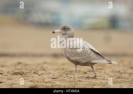 Porträt Nahaufnahme von einem glaucous Möve Larus Hyperboreus an der niederländischen Küste, ein seltener Gast, wie hier in Scheveningen, Niederlande. Stockfoto