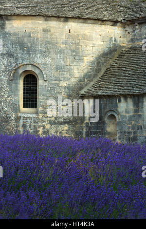 Lavendelfelder in der Abbaye de Senanque in der Nähe von Gordes in Provence, Frankreich. Stockfoto