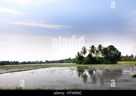 Paddy Filed, kleiner Kanal, Alleppy, Alappuzha, Kerala (Photo Copyright © by Saji Maramon) Stockfoto