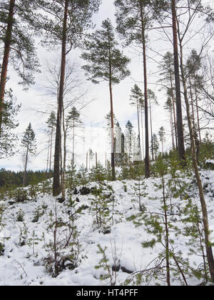 Nadelwald in der norwegischen Hauptstadt Oslo im Winter, moderne Forstwirtschaft lässt einige Kiefern stehen, während neue Bäume zu wachsen beginnen Stockfoto