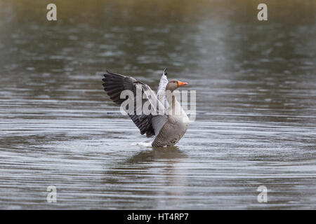 Porträt von natürlichen Graugans (Anser Anser) beweglichen Flügel in Wasser bei Regen Stockfoto