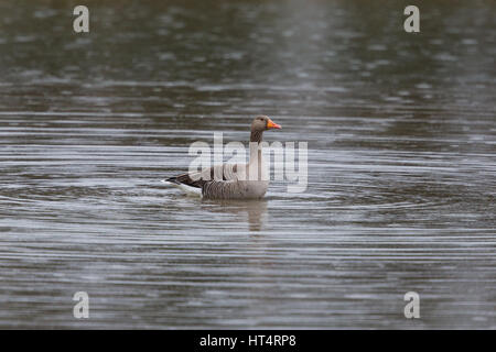 Natürliche Graugans (Anser Anser) schwimmen auf der Wasseroberfläche bei Regen Stockfoto