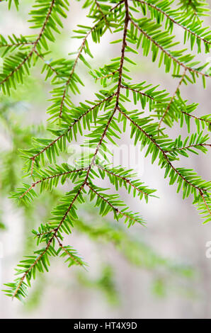 Östliche Hemlocktanne (Tsuga Canadensis) Ast isoliert mit frischen grünen Nadeln hautnah Stockfoto