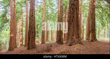 Coast Redwood (Sequoia Sempervirens) große (40 m +) Bäume gepflanzt im Jahre 1857 am Redwood Grove, Leighton, Powys, Wales. November. Stockfoto