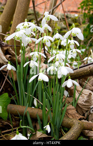 Schneeglöckchen (Galanthus Nivalis) in einem Wald Garten blühen. Powys, Wales. Februar. Stockfoto