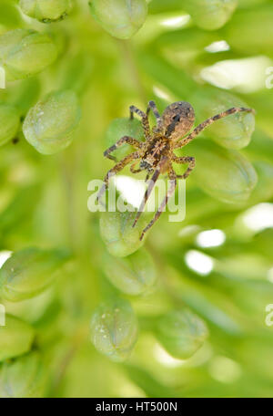 Europäische Kreuzspinne, Diadem Spider, Kreuzspinne oder gekrönte Orb Weaver auf Grünpflanze, Spanien. Stockfoto