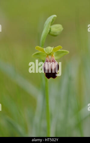 Düstere Biene Orchidee, Ophrys Fusca, Andalusien, Spanien Stockfoto