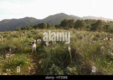 Drei junge Hunde, Hund, Haustiere, Haustier, frei herumlaufen, frei in den Bergen, Spanien. Stockfoto