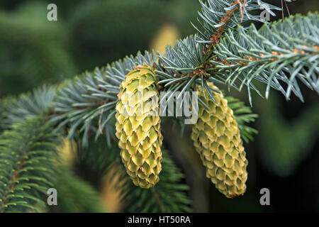 Junge Zapfen, Sitka-Fichte (Picea Sitchensis), Schweiz Stockfoto