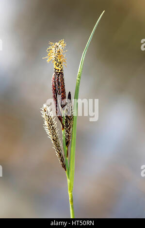 Blütenstand von geringerem Teich-Segge (Carex Acutiformis), Kanton Genf, Schweiz Stockfoto