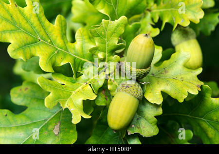Unreife Eichel, Englisch-Eiche (Quercus Robur), Kanton Genf, Schweiz Stockfoto