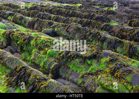 Algen am Felsformationen an der Atlantikküste bei Ebbe, Bude, Cornwall, Vereinigtes Königreich Stockfoto