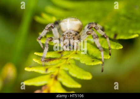 Vier spotted Orb Weaver Spider (Araneus Quadratus) auf Farn, South Wales, Vereinigtes Königreich Stockfoto