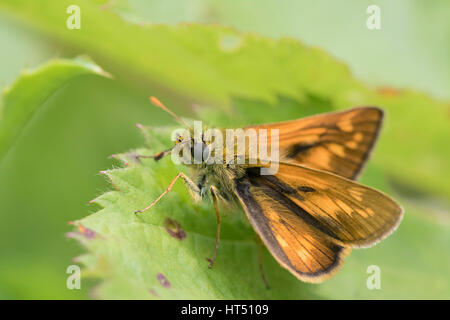 Großen Skipper (Ochlodes Venatus) auf einem Blatt, South Wales, Vereinigtes Königreich Stockfoto