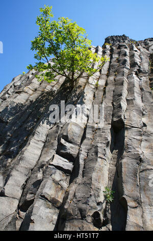 Vulkanischen Basaltfelsen Hegyestű, Nationalpark Balaton, Plattensee, Ungarn Stockfoto