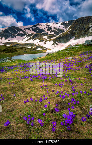 Krokusblüten an sieben Rila Seen in Bulgarien Stockfoto