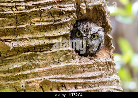 Ost-Kreischeule (Megascops Asio) im Palm Tree Hohlraum - Green Cay Sumpfgebiete, Boynton Beach, Florida, USA Stockfoto