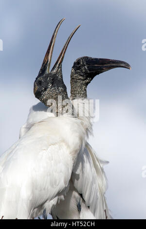 Holz Störche Balz Verhalten - Wakodahatchee Feuchtgebiete, Delray Beach, Florida, USA Stockfoto