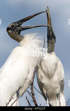 Holz Störche Balz Verhalten - Wakodahatchee Feuchtgebiete, Delray Beach, Florida, USA Stockfoto