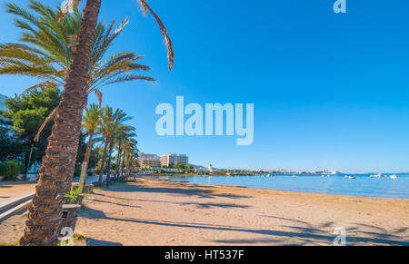 Reihen von Palmen säumen den Strand, sonnigen Tag entlang der Wasserkante in Ibiza, Balearen St Antoni de Portmany, Spanien. Stockfoto