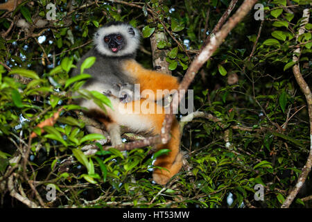 Lemur Diademed Sifaka (Mutter mit Jungen), Propithecus diadema, - Andasibe Mantadia Nationalpark, Madagaskar, von Monika Hrdinova/Dembinsky Foto Asso Stockfoto