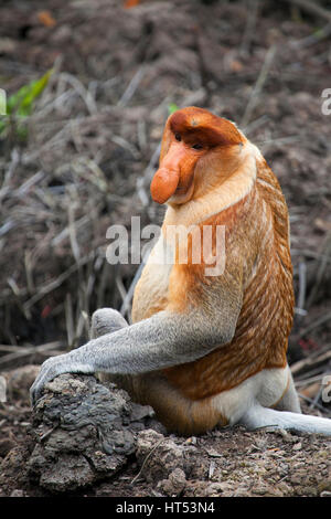 Proboscis Monkey, Bekantan, Nasalis larvatus, Labuk Bay Proboscis Affenreservat, Sabah, Borneo, Malaysia, von Monika Hrdinova/Dembinsky Foto Assoc Stockfoto