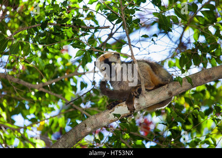 Red Lemur, Rufous Braun Lemur, Eulemur Rufus, Tsingy de Bemaraha Nationalpark, Western Madagaskar, von Monika Hrdinova/Dembinsky Foto Assoc Stockfoto
