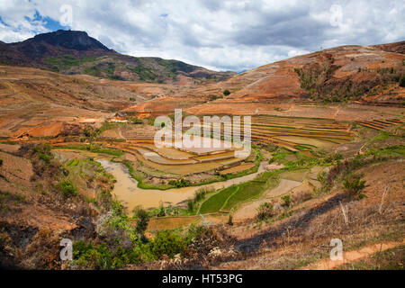 Reisterassen auf dem Weg zum Andringitra, zentralen Madagaskar, von Monika Hrdinova/Dembinsky Foto Assoc Stockfoto