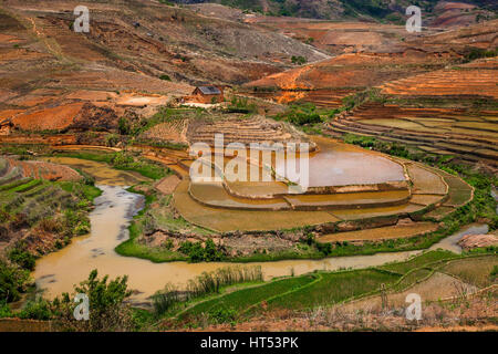 Reisterassen auf dem Weg zum Andringitra, zentralen Madagaskar, von Monika Hrdinova/Dembinsky Foto Assoc Stockfoto