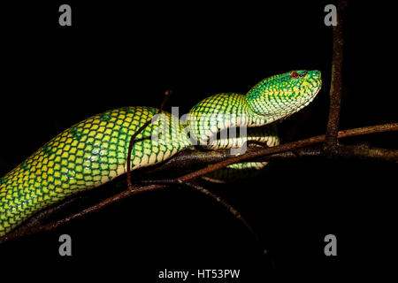 Bornesischen gekielt Green Pit Viper, Tropidolaemus subannulatus, Bako Nationalpark, Sarawak, Borneo, Malaysia, von Monika Hrdinova/Dembinsky Foto Assoc Stockfoto