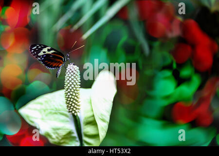 Ein Tiger Heliconian Schmetterling an der Spitze der eine Calla Lilie Blume Blütenständen mit Textfreiraum. Tiefenschärfe und bewusste geringe Schärfentiefe. Stockfoto