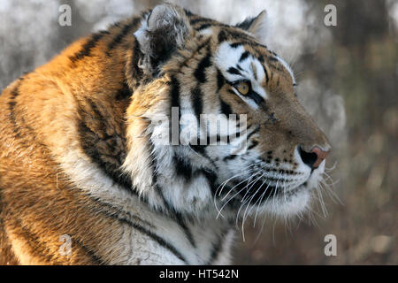 Tigerkopf hautnah. Amur-Tiger im Zoo Assiniboine Park, Winnipeg, Manitoba, Kanada Stockfoto