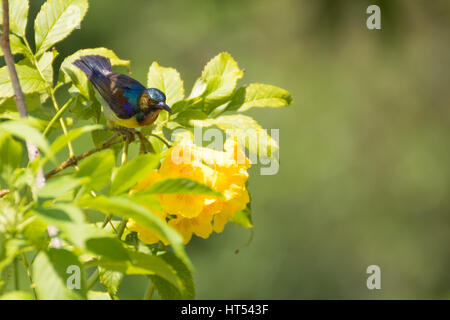 Olive-backed sunbird Stockfoto